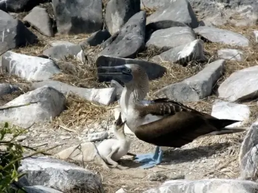 blue footed boobie amp baby