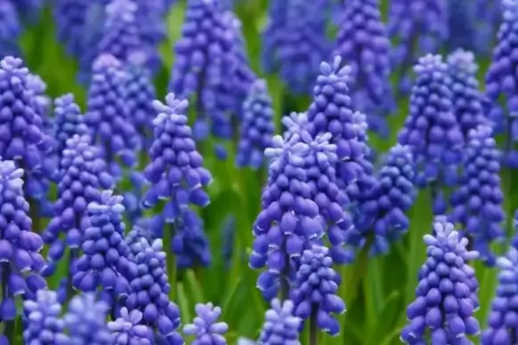 blue grape hyacinths