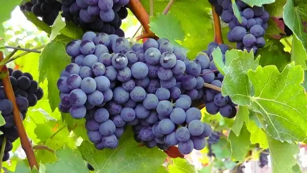 blue grapes fruit blue