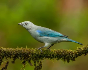 blue gray tanager