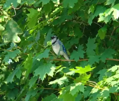 blue jay