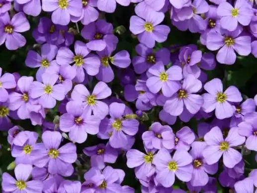blue pillow aubrieta aubrietien