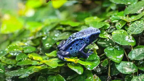 blue poison frog
