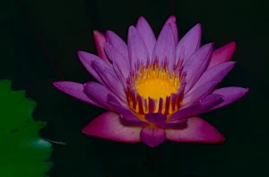 blue star water lily nymphaea nouchali