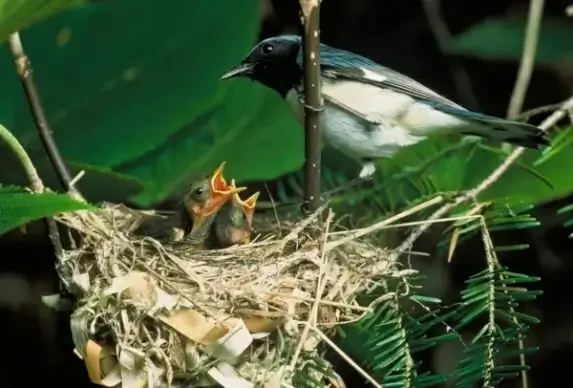 blue-throated blue warbler bird nest