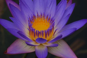 bluish purple water lily