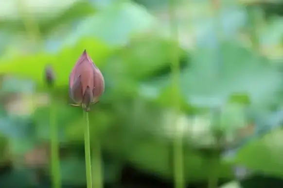 blur botany bud closeup color flora flower garden