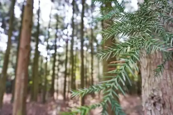 blur branch bright coniferous evergreen fir forest