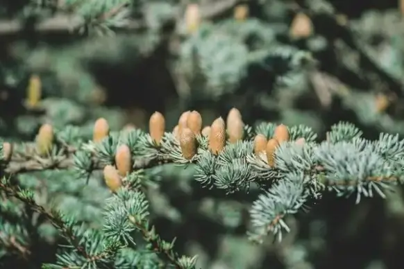 blur branch christmas color cone conifer coniferous