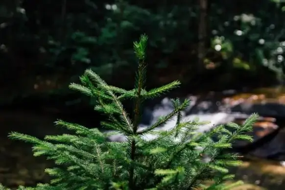 blur branch conifer daytime evergreen fern foliage