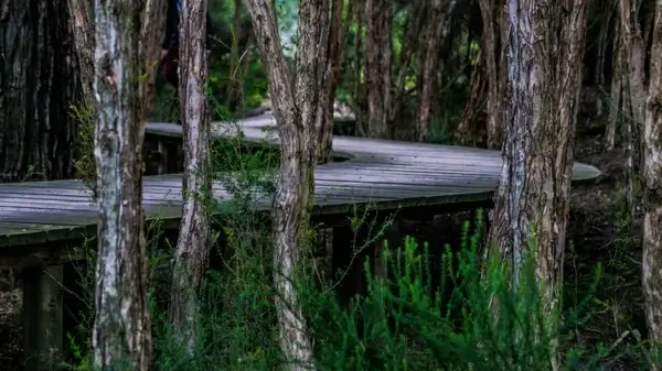 boardwalk trees twist