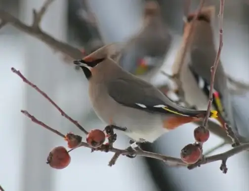 bohemian waxwing bird tree