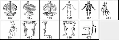 Bones