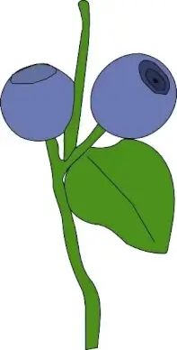 Boruvka clip art