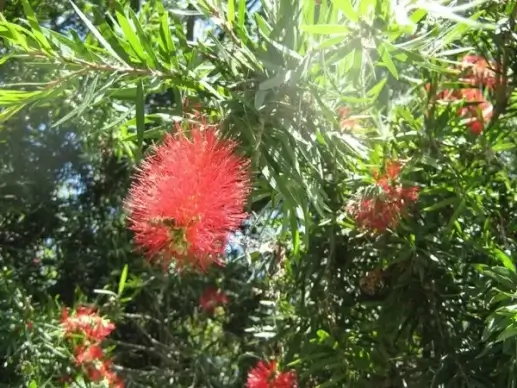 bottlebrush and bee