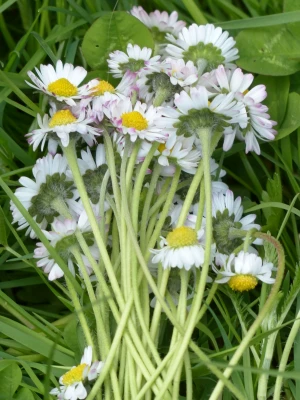bouquet daisy flower