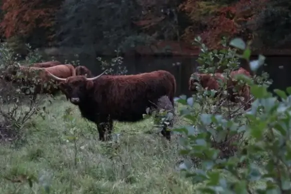 bovine bull calf cattle cow daytime deer elk