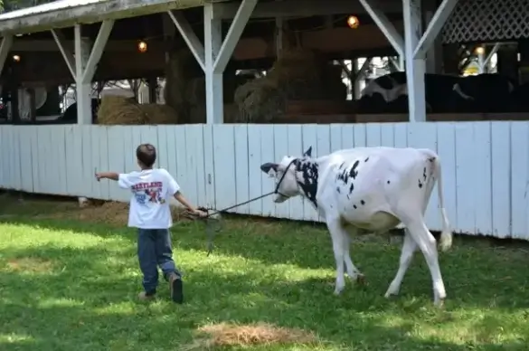 boy and cow