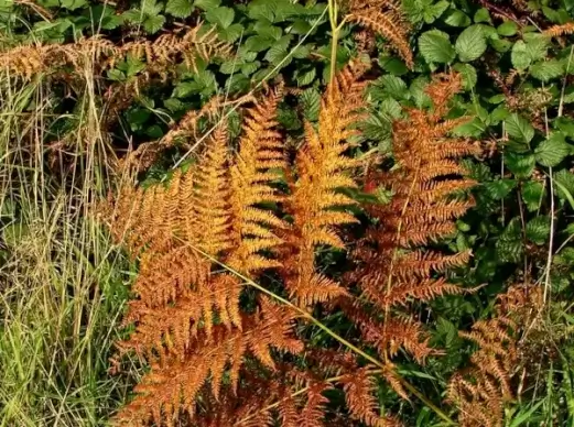 bracken in autumn