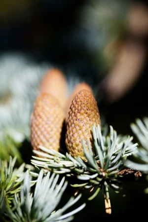 branch brown cone