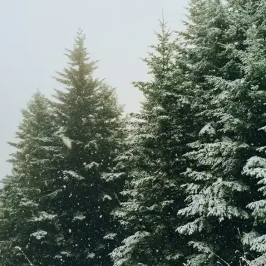 branch christmas cold conifer coniferous evergreen