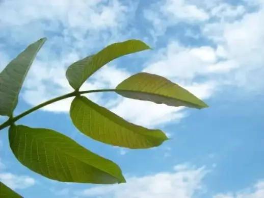 branch on sky background
