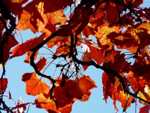 branch road leaves