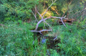 branches in the stream at chain o lakes state park illinois