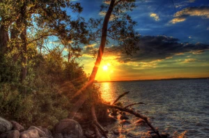 bright sun beyond the trees in madison wisconsin