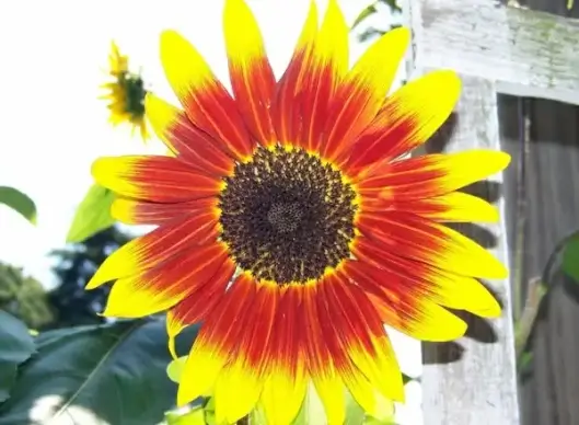 bright sunflower