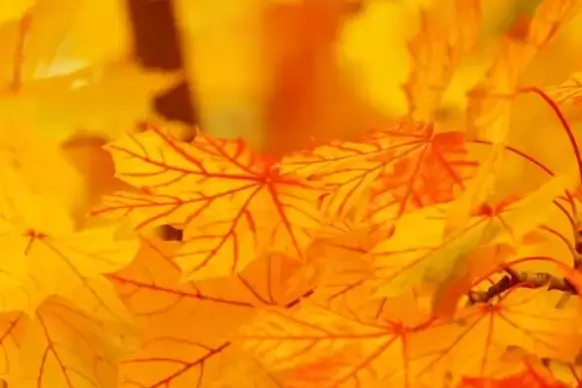 bright yellow leaves