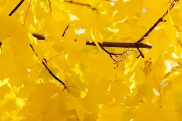 bright yellow leaves