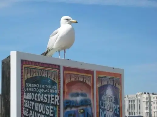 brighton seagull
