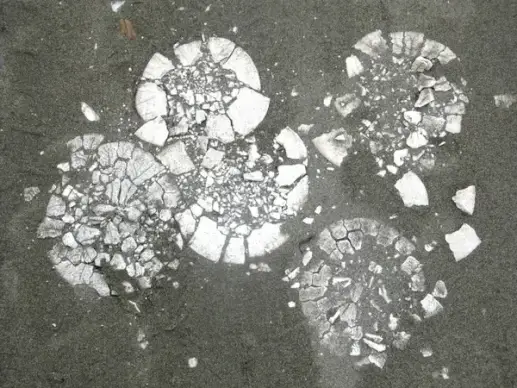 broken sand dollars
