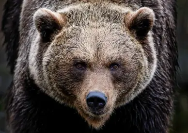 brown bear picture contrast face closeup