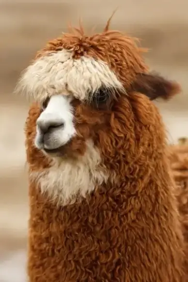brown head wool