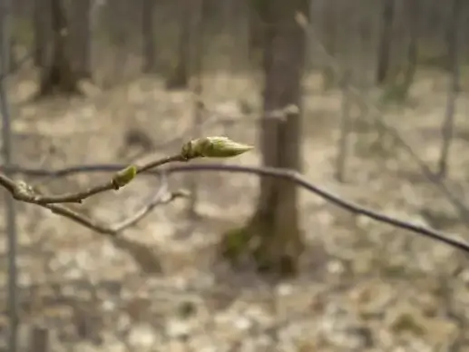 bud of spring