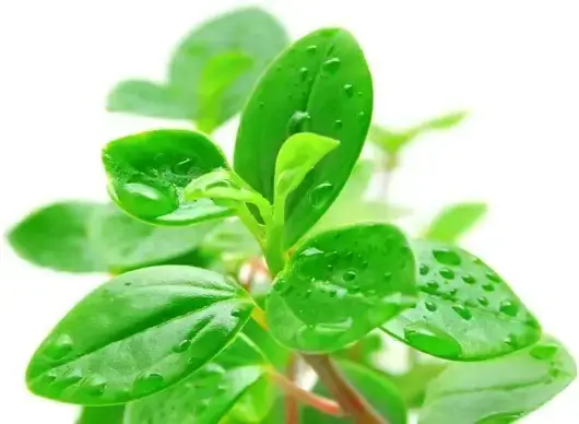 buds of green leaves closeup highdefinition picture