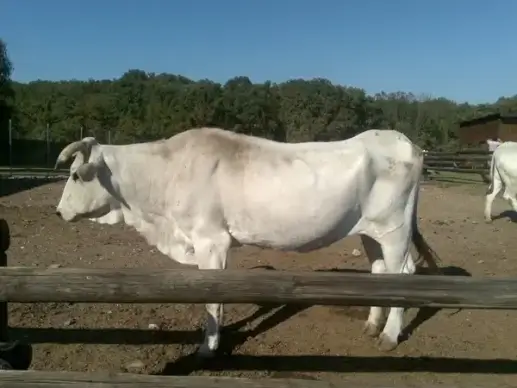 bull animal