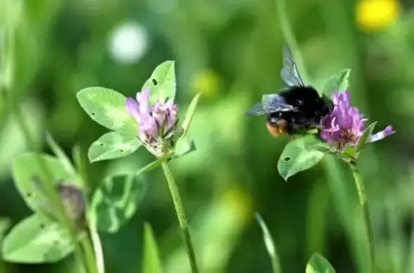 bumble bee is watching you