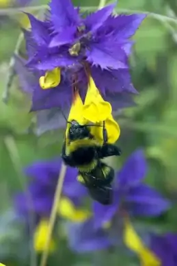 bumblebee