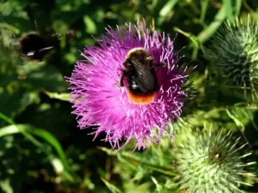 bumblebee