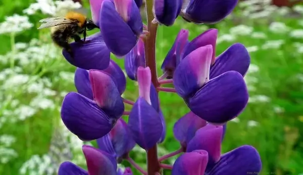 bumblebee