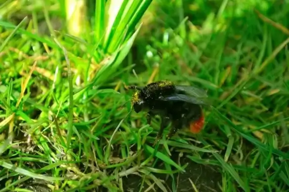 bumblebee
