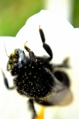 bumblebee