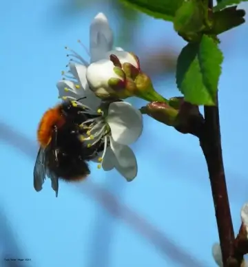 bumblebee