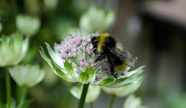 bumblebee