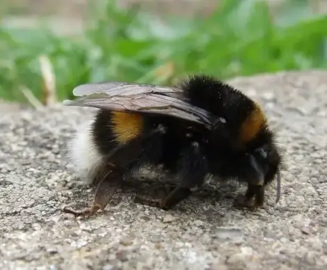 bumblebee