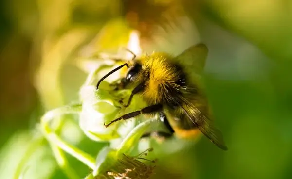 bumblebee