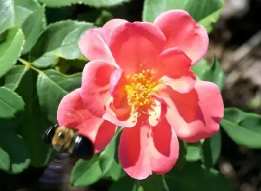 bumblebee and rose